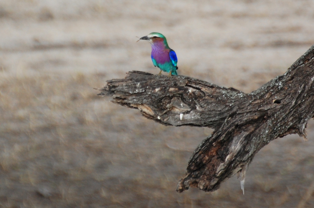 Tanzania - Ghiandaia marina pettolilla (Coracias caudatus)